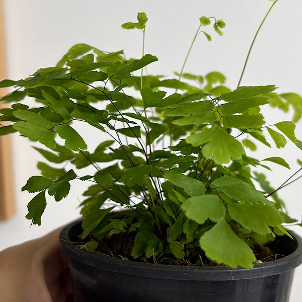 Adiantum Fragrantissium Maidenhair Fern 100mm