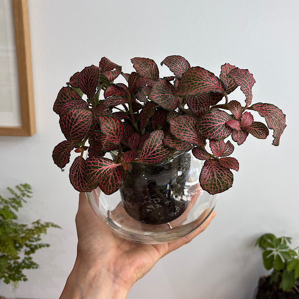 Fittonia in Medium Self Watering Glass Pot