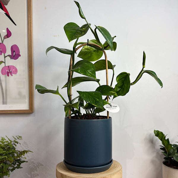 Epipremnum Aureum Devil's Ivy in Large Oslo Pot Navy
