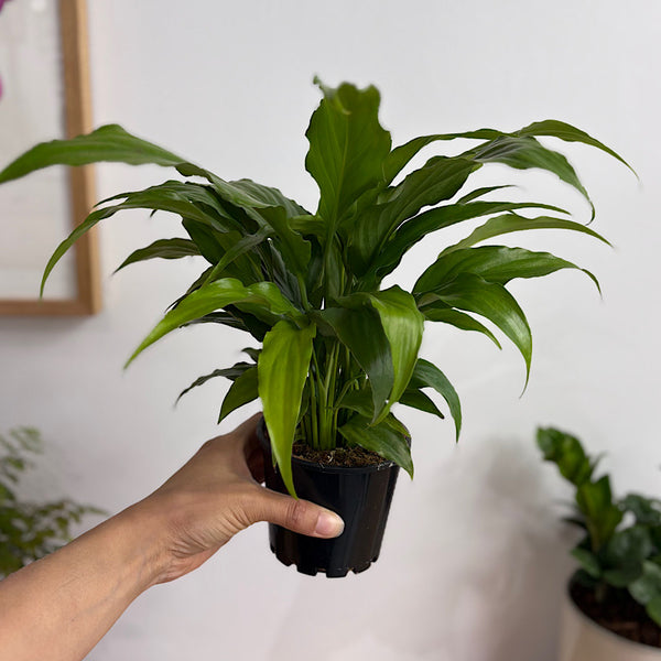 Spathiphyllum Sweet Chico 100mm