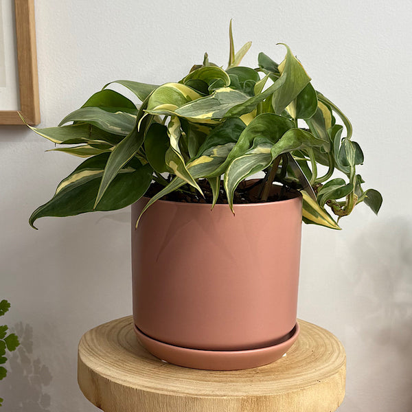 Philodendron Rio in Medium Oslo Pot Dusty Rose