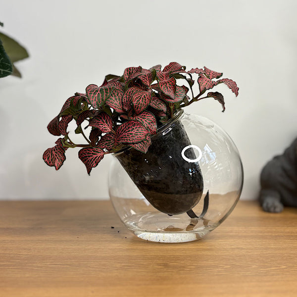 Fittonia Red in Medium Tilted Self Watering Glass Pot