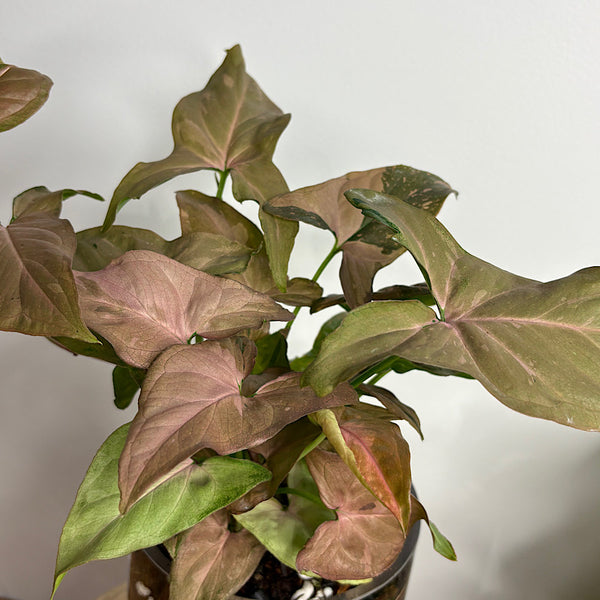 Syngonium Pink Splash in Glass Cylinder