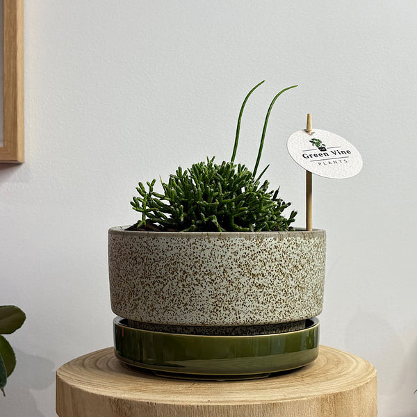 Rhipsalis Coral Cactus in Wide Pollock Pot Limestone