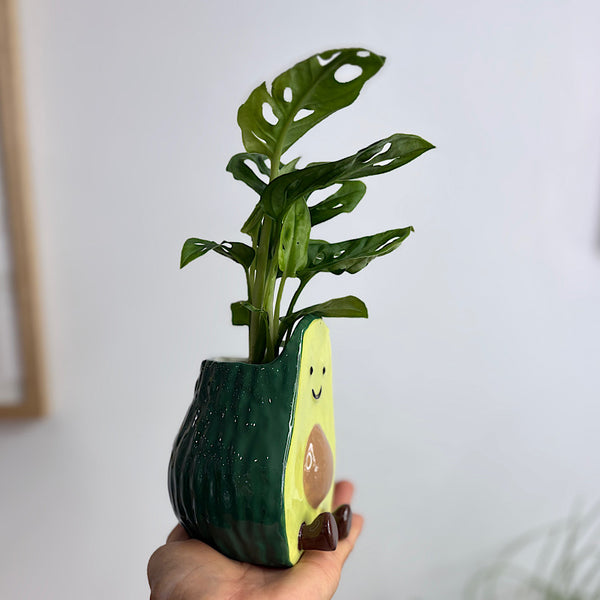 Monstera in Avocado Pot