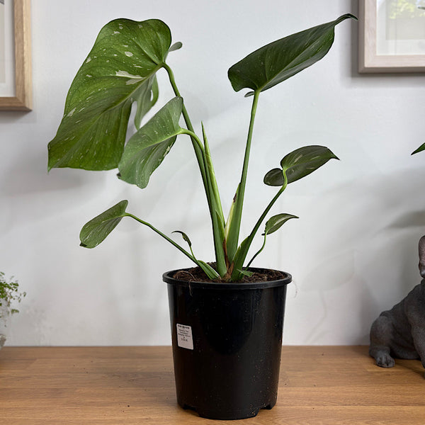 Monstera Thai Constellation Variegated 150mm