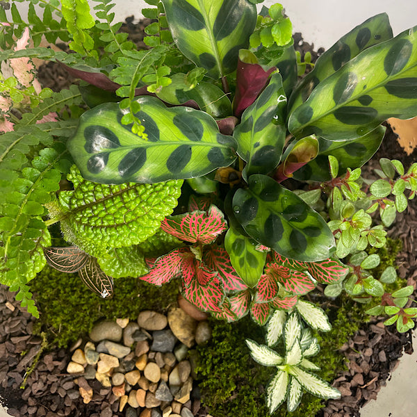 Lush Teardrop Terrarium #0423