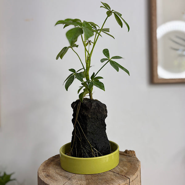 Schefflera Life on the Rocks Round Pot Green