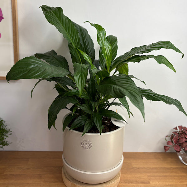 Peace Lily in X-Large Hana Egg Pot Ecru