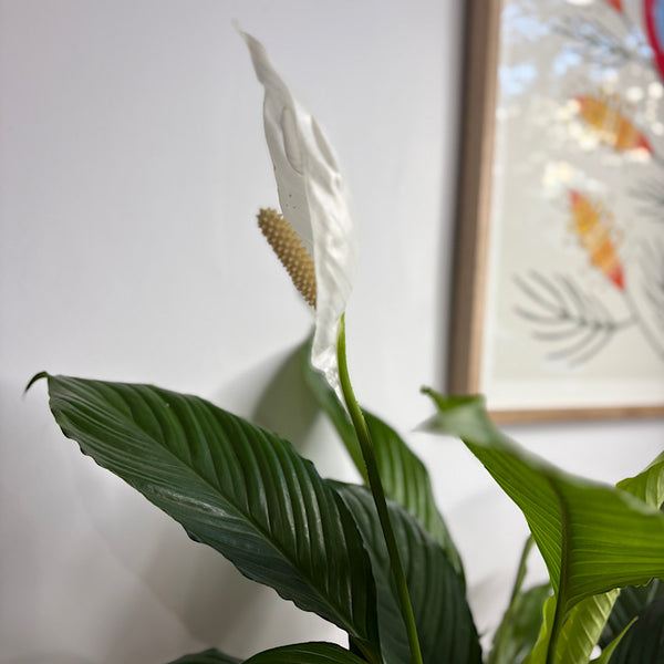 Large Peace Lily in Hydro Copenhagen Vase – The Green Vine Plants