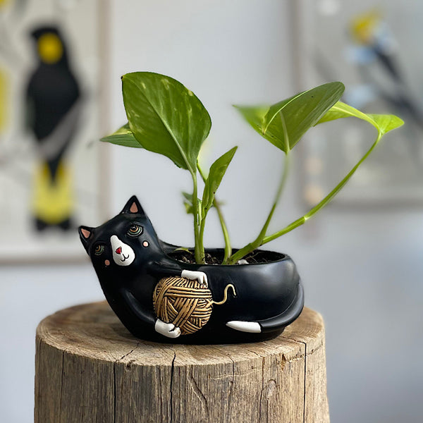Devil's Ivy in Baby Black Cat with Yarn Planter