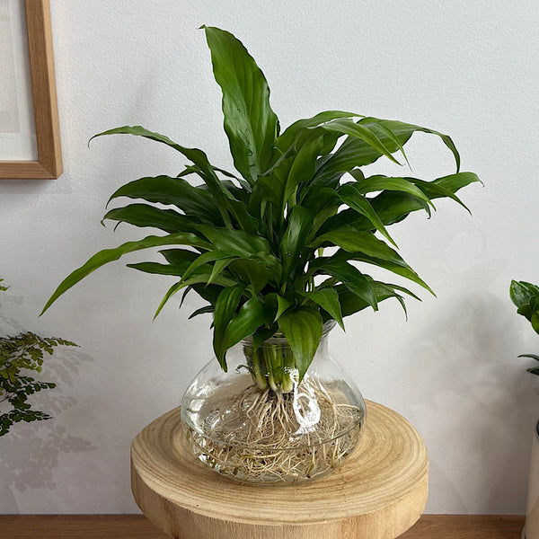 Peace Lily in Posy Squat Vase 15cm