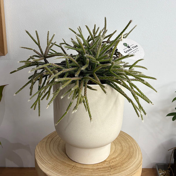 Rhipsalis in Comet Planter Oatmeal