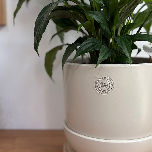 Peace Lily in X-Large Hana Egg Pot Ecru