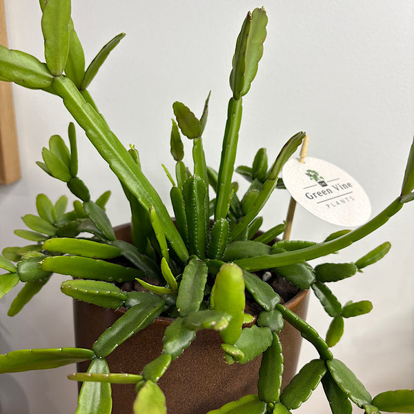 Rhipsalis in Comet Planter Coffee