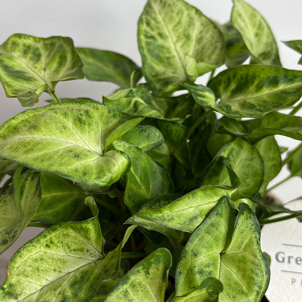 Syngonium White Butterfly in Medium Gerti Pot Cookies & Cream