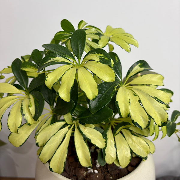 schefflera arboricola madame de smet Schefflera Arboricola Madame De Smet in Medium Orbit Pot Oatmeal – The Green Vine Plants