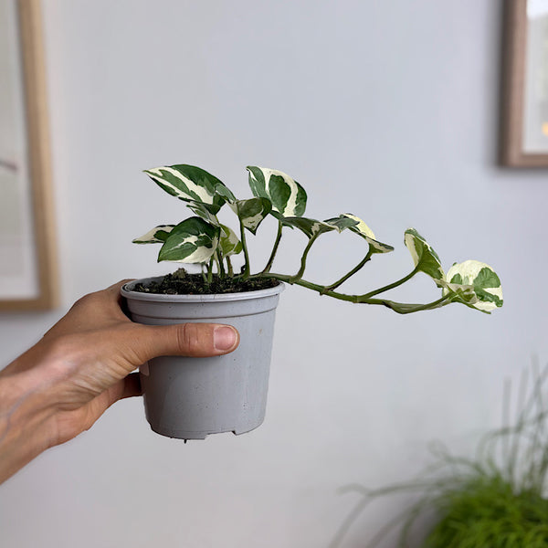 Epipremnum Aureum Snow Queen Pothos 105mm