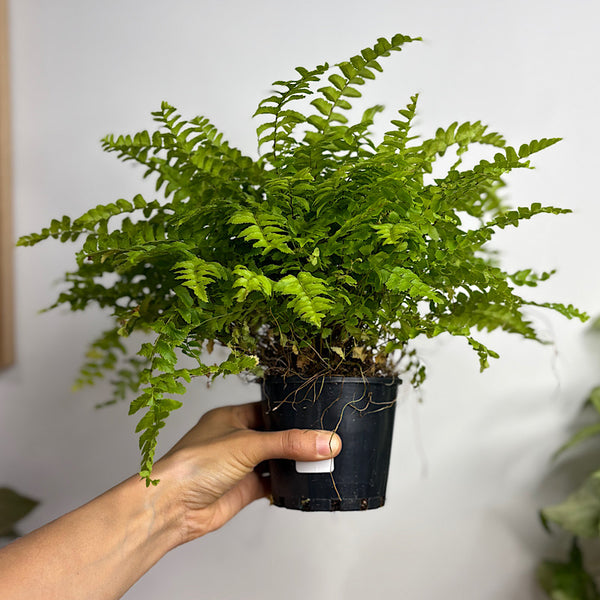 Nephrolepis Boston Fern Pom Pom 100mm