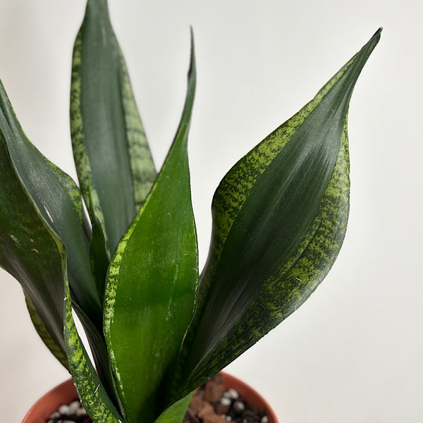Sansevieria Snake Plant in Medium Oslo Pot Sienna