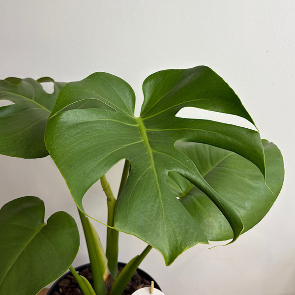 Monstera Deliciosa in Large Oslo Pot Jet Black