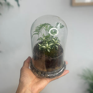 Enclosed Small Dome Terrarium