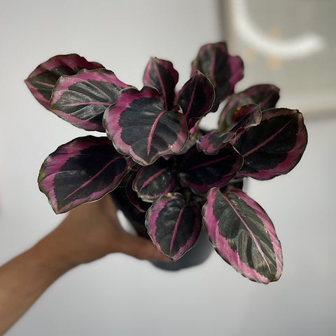 Calathea Red Mojo 130mm