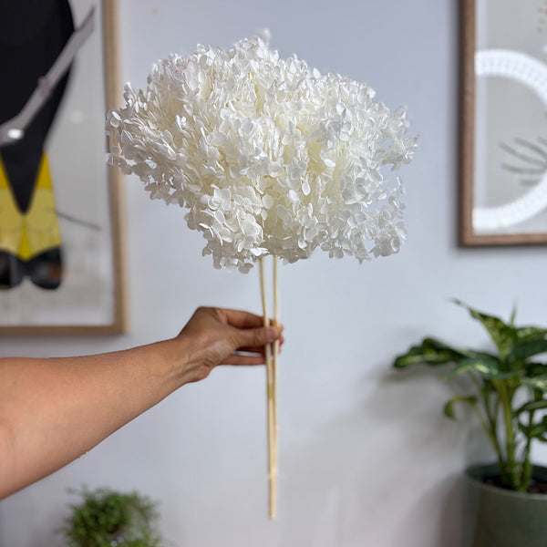 Preserved Hydrangea White