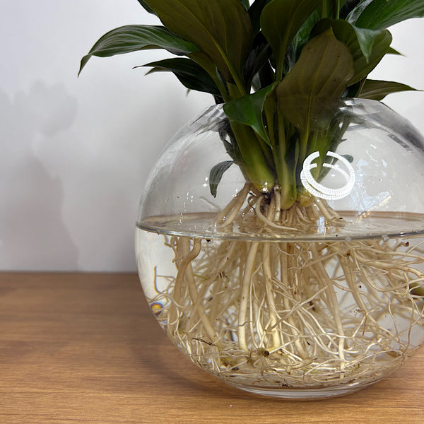 Peace Lily in Hydro Glass Orb