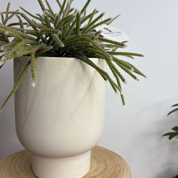 Rhipsalis in Comet Planter Oatmeal