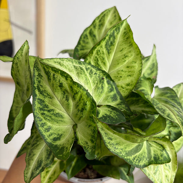 Syngonium White Butterfly 105mm