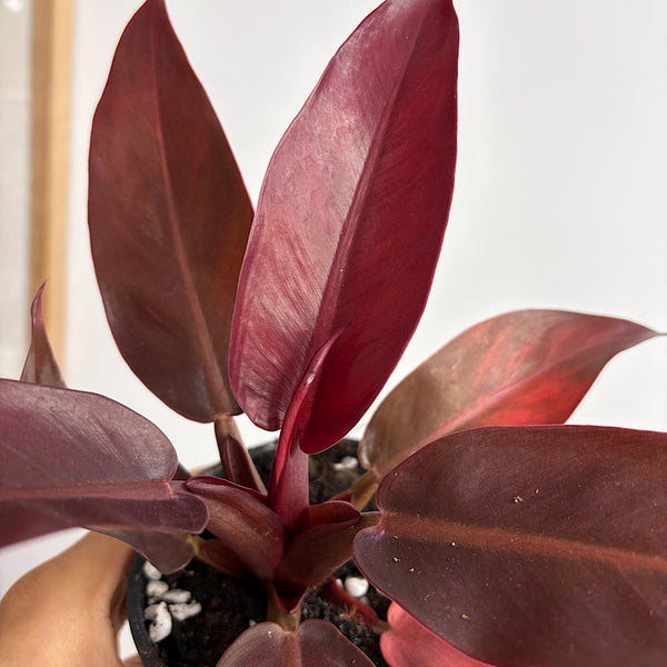 Philodendron Red Sun 100mm