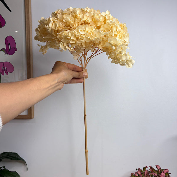 Preserved Hydrangea Champagne