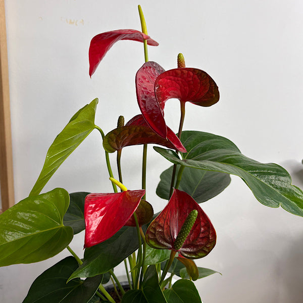 Anthurium Flamingo Flower Red in Winter Egg Pot White