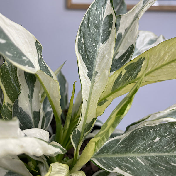 Spathiphyllum Domino Variegated Peace Lily 130mm