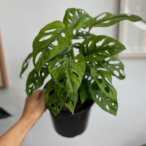 Monstera Monkey Mask 170mm