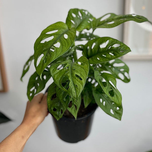 Monstera Monkey Mask 170mm