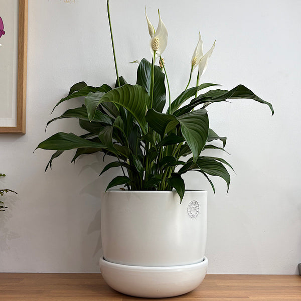 Peace Lily in X-Large Hana Egg Pot White