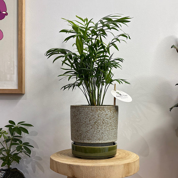 Parlour Palm in Small Pollock Pot Limestone