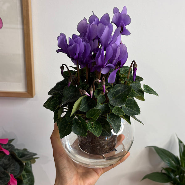 Cyclamen Violet in Medium Self Watering Glass Pot