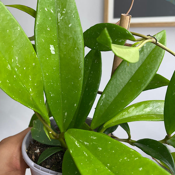 Hoya Pubicalyx 105mm