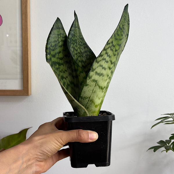 Sansevieria Trifasciata Snake Plant 100mm