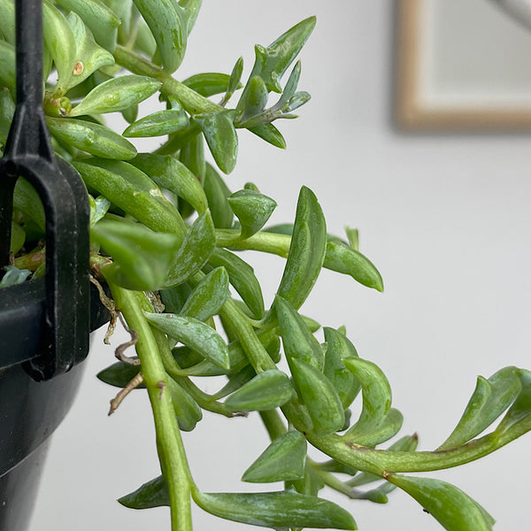 Senecio Peregrinus String of Dolphins 120mm