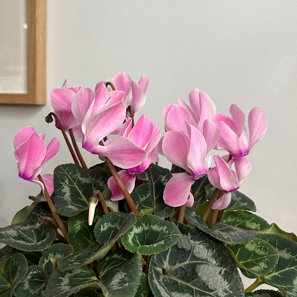 Cyclamen Allure Flame Pink in Large Self Watering Glass Pot
