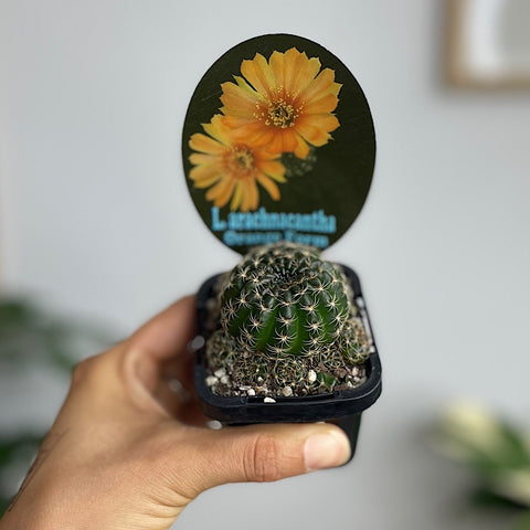 L. Arachnacantha Orange Form Cactus 65mm
