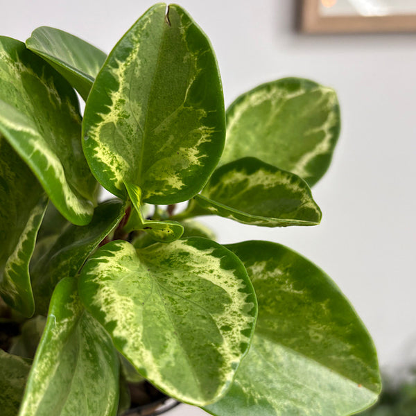 Peperomia Obtusifolia Green and Gold 105mm