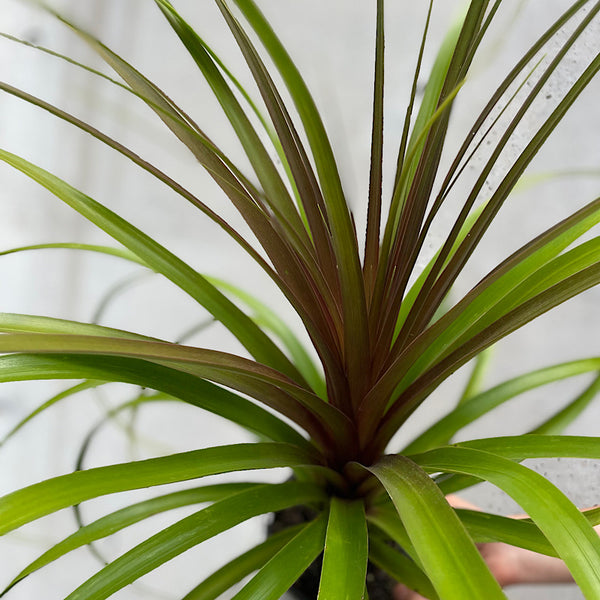 Beaucarnea Recurvata Ponytail Palm 140mm