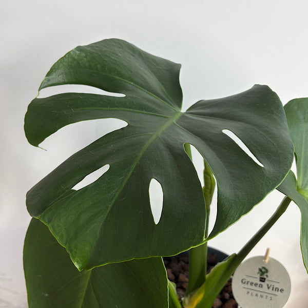 Monstera Deliciosa in Large Oslo Pot Navy