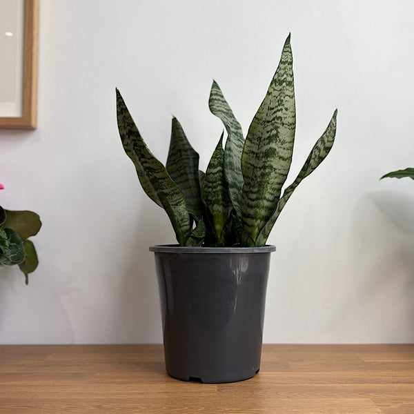 Sansevieria Trifasciata Robusta Snake Plant 180mm