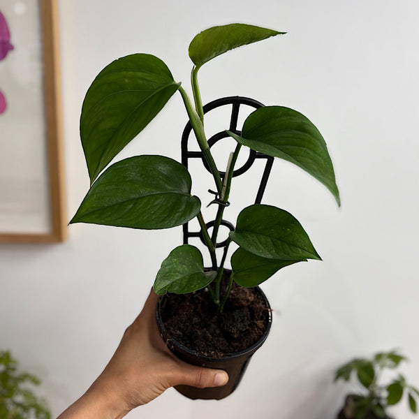 Epipremnum Aureum Green Dragon 130mm